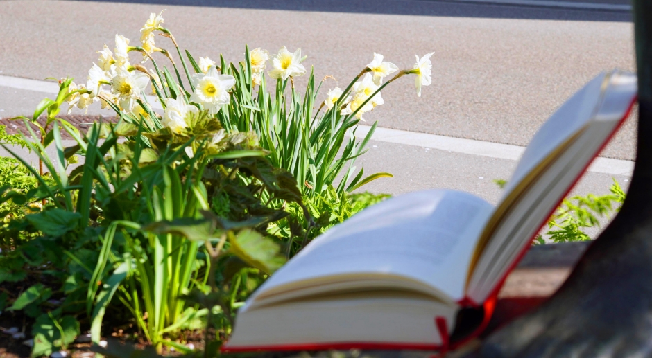 Buch und Tulpen